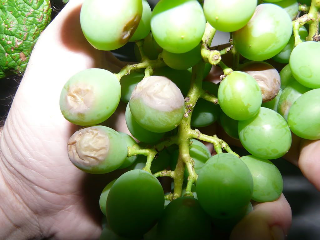 better pictures of diseased grapes. please help